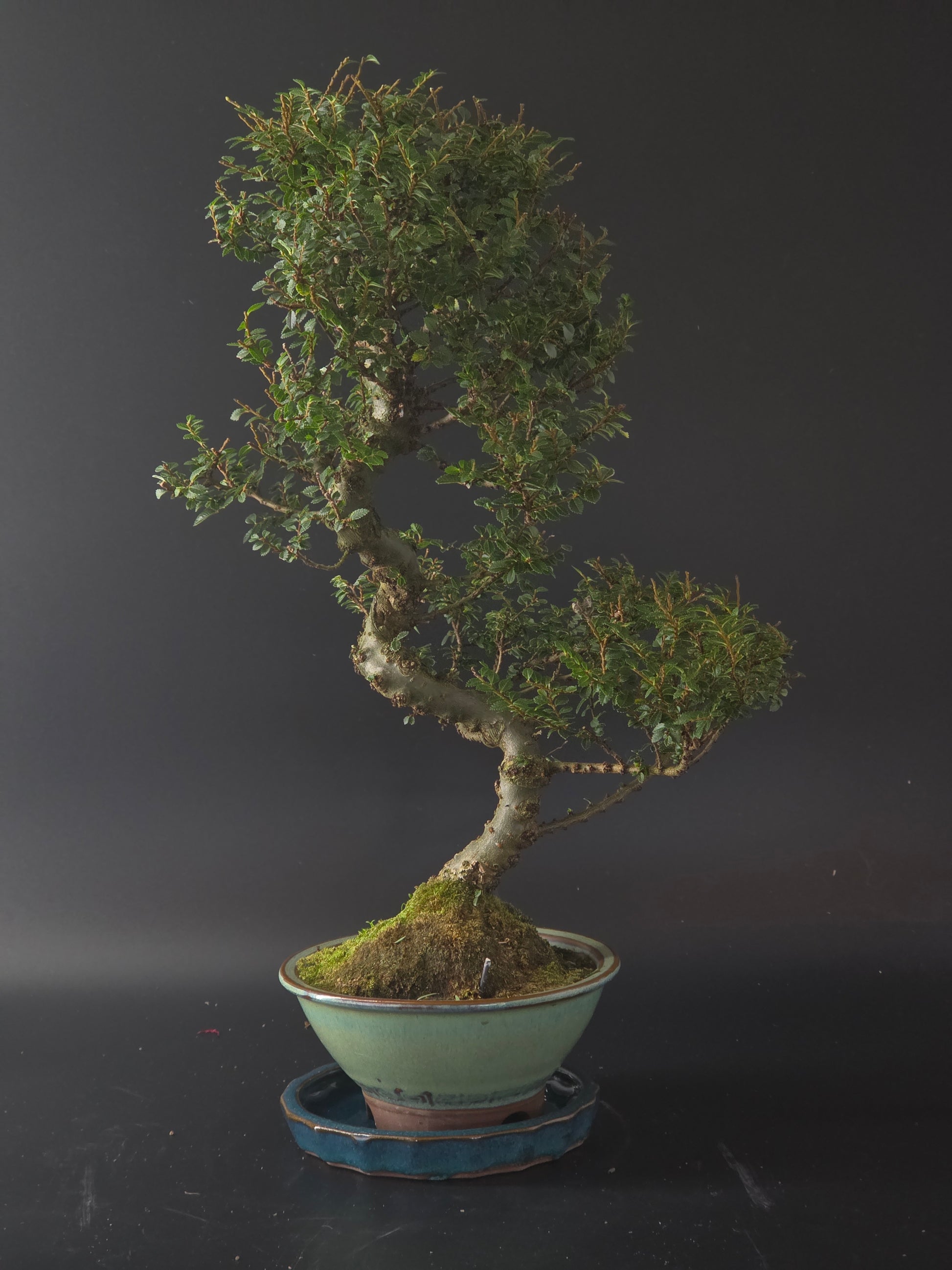 Seiju Elm bonsai, 11 years old and 40 cm tall, curving trunk with tiny leaves in a cream round pot on a blue tray.