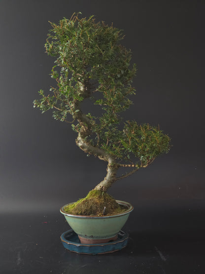 Seiju Elm bonsai, 11 years old and 40 cm tall, curving trunk with tiny leaves in a cream round pot on a blue tray.