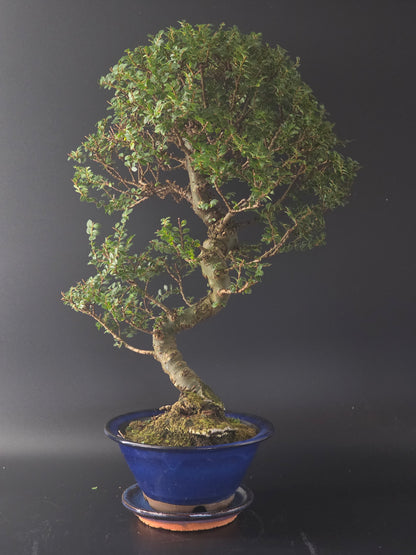 15 year old Seiju Chinese Elm bonsai, 45 cm tall, full view with tiny leaves in a dark blue pot