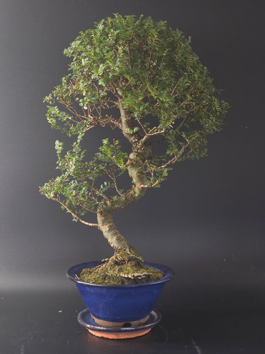 15 year old Seiju Chinese Elm bonsai, 45 cm tall, full view with tiny leaves in a dark blue pot