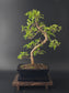 Zanthoxylum pepper tree bonsai 35-45 cm height showing dense pinnate foliage and fine branching back side