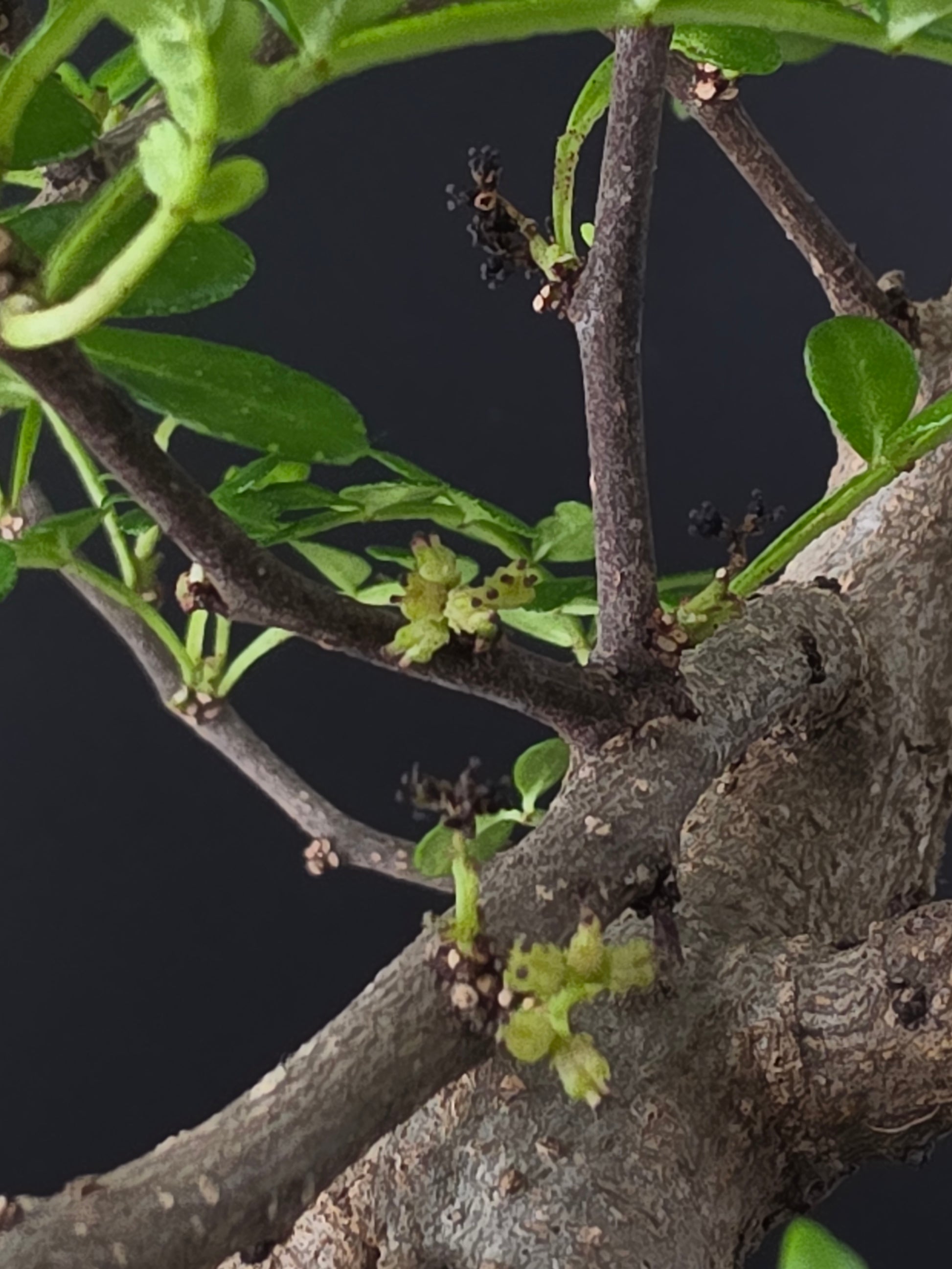 Close-up of a tree branch with green leaves and buds against a dark background