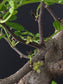 Close-up of a tree branch with green leaves and buds against a dark background