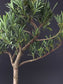 Close-up of long narrow glossy leaves on Podocarpus macrophyllus Buddhist Pine bonsai