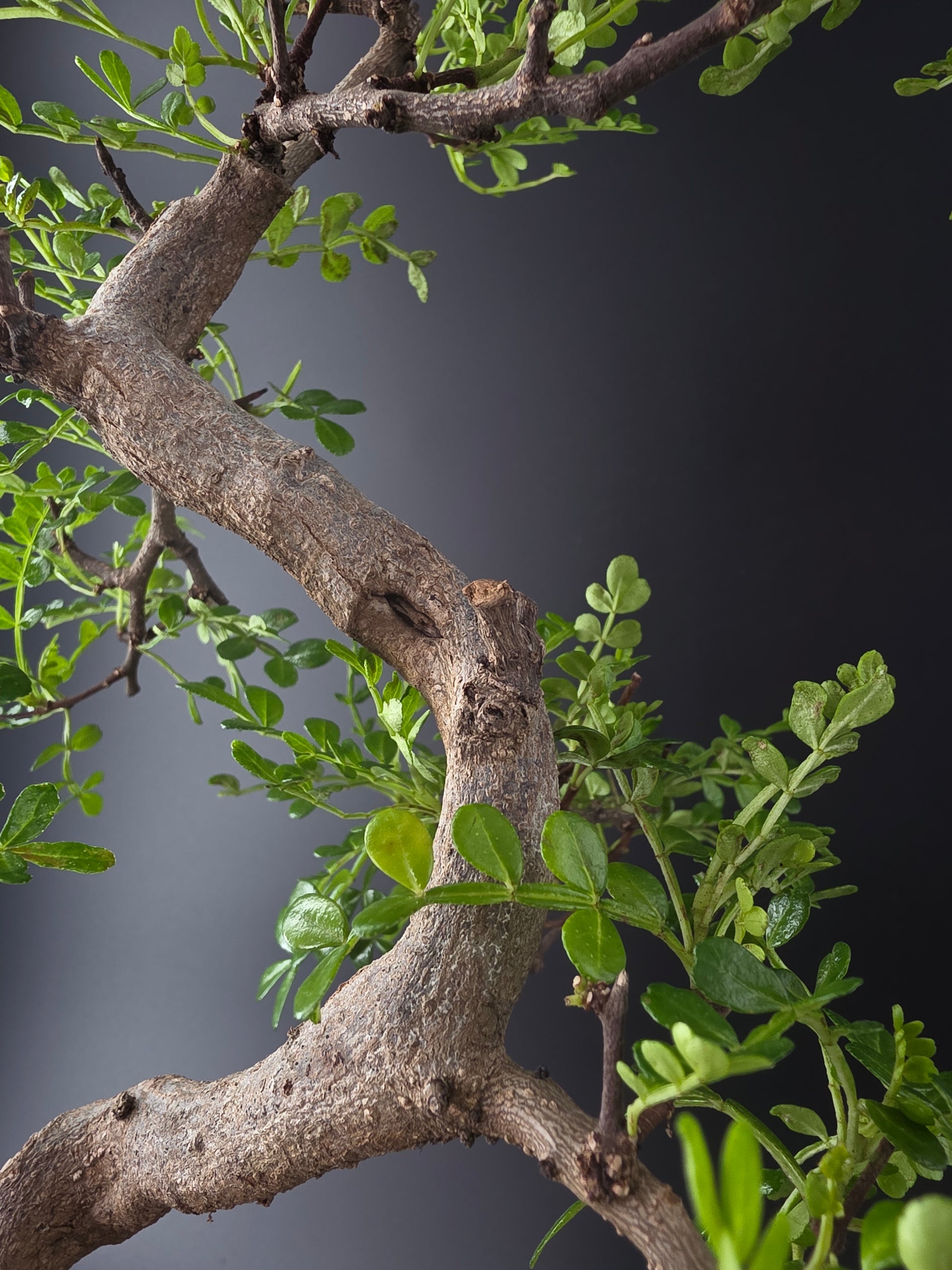 Close-up of pinnate glossy leaves on Zanthoxylum pepper tree bonsai