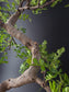 Close-up of pinnate glossy leaves on Zanthoxylum pepper tree bonsai
