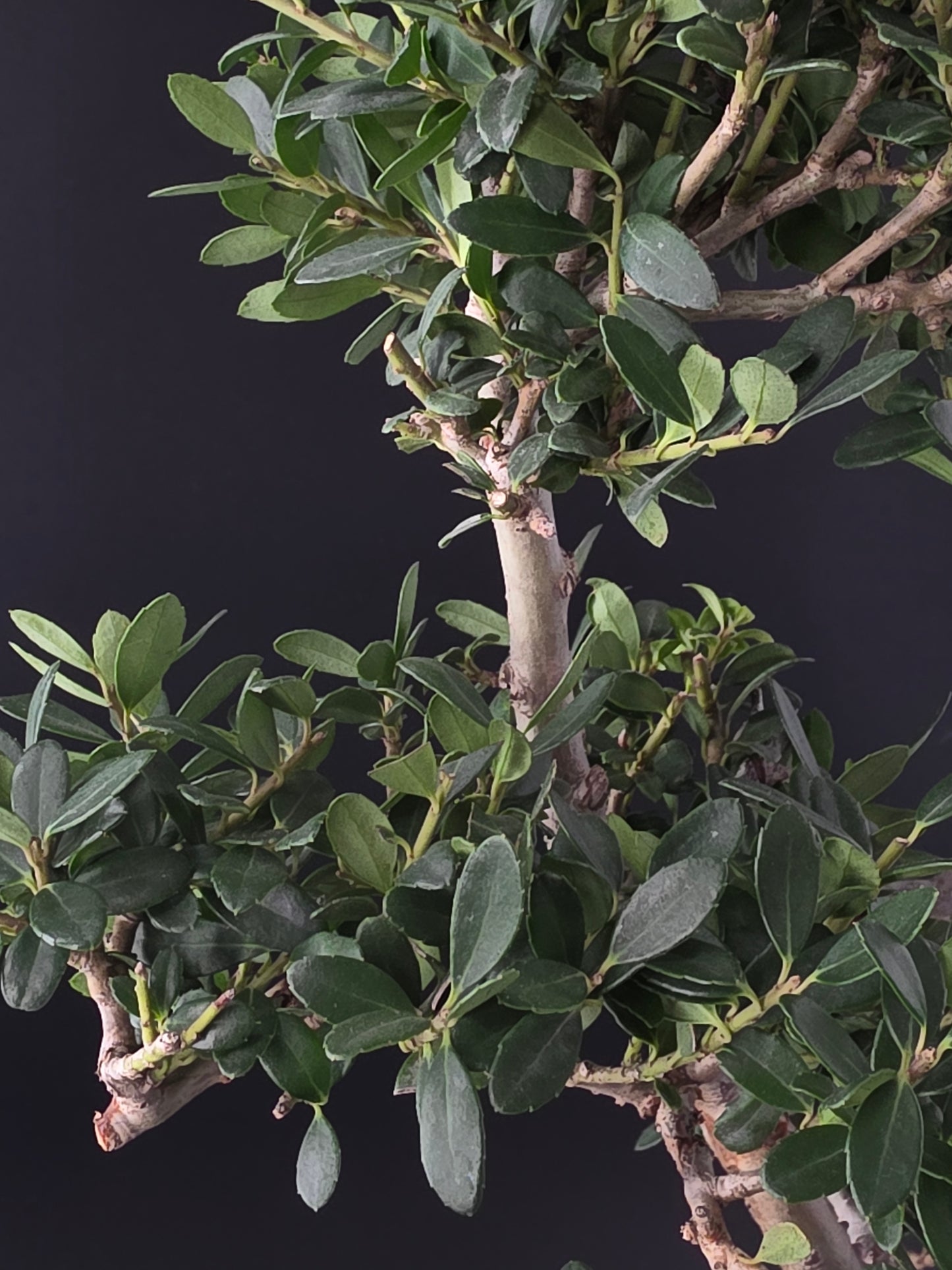 Close-up of green leaves and branches against a dark background