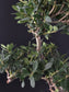 Close-up of green leaves and branches against a dark background