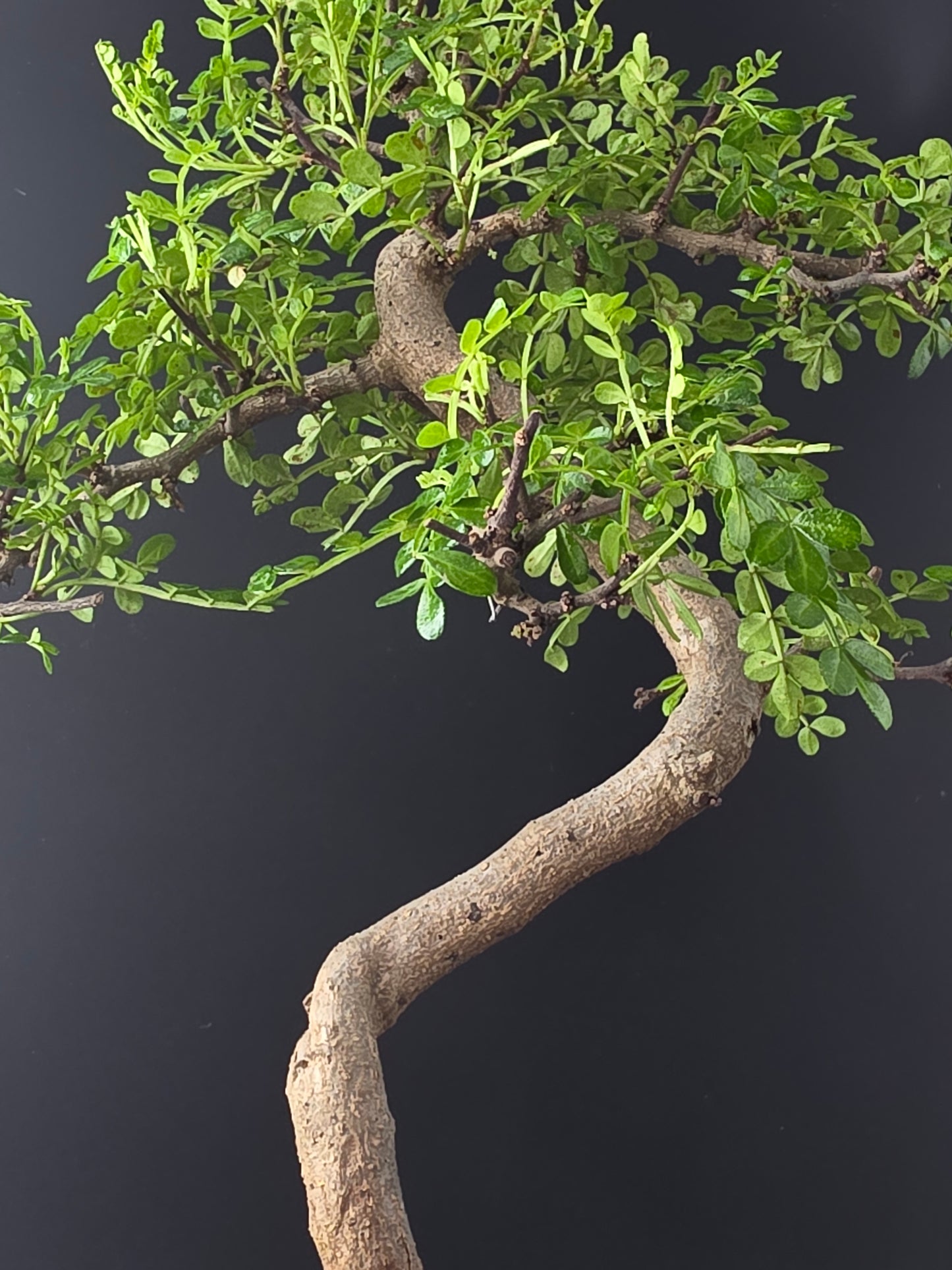 Close-up of small glossy paripinnate leaves on Zanthoxylum bonsai tree showing dark green shine