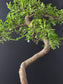 Close-up of small glossy paripinnate leaves on Zanthoxylum bonsai tree showing dark green shine