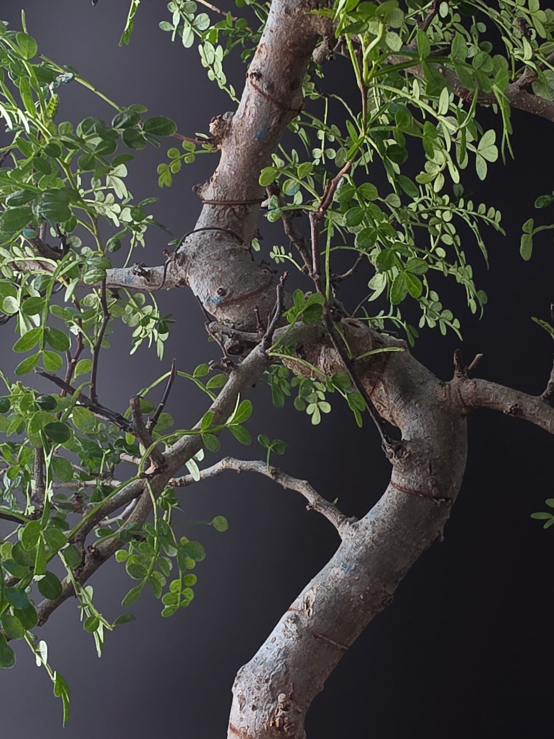 Close up on Zanthoxylum bonsai on branches and glossy leaves