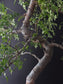 Close up on Zanthoxylum bonsai on branches and glossy leaves