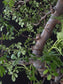 Close up on big Zanthoxylum bonsai 