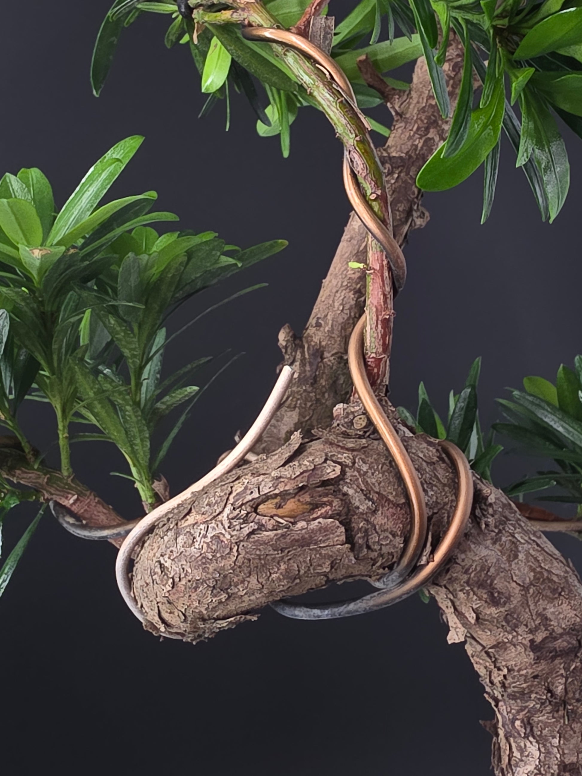 Close up on buddhist pine old bonsai wide dark leaves and bonsai wire