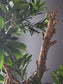Close-up of a plant with green leaves and a branch against a neutral background