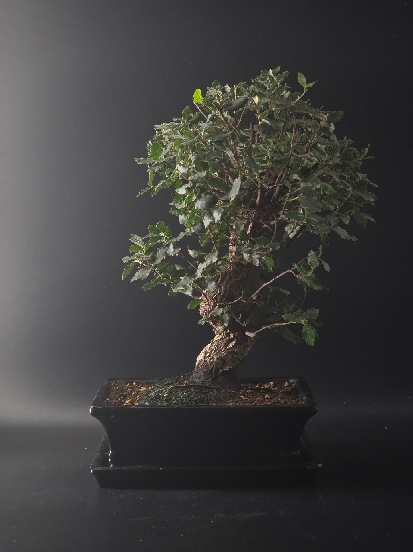 Cork Oak bonsai, 16 years old and 45 cm tall, small rounded leaves in a dark rectangular pot on a tray.