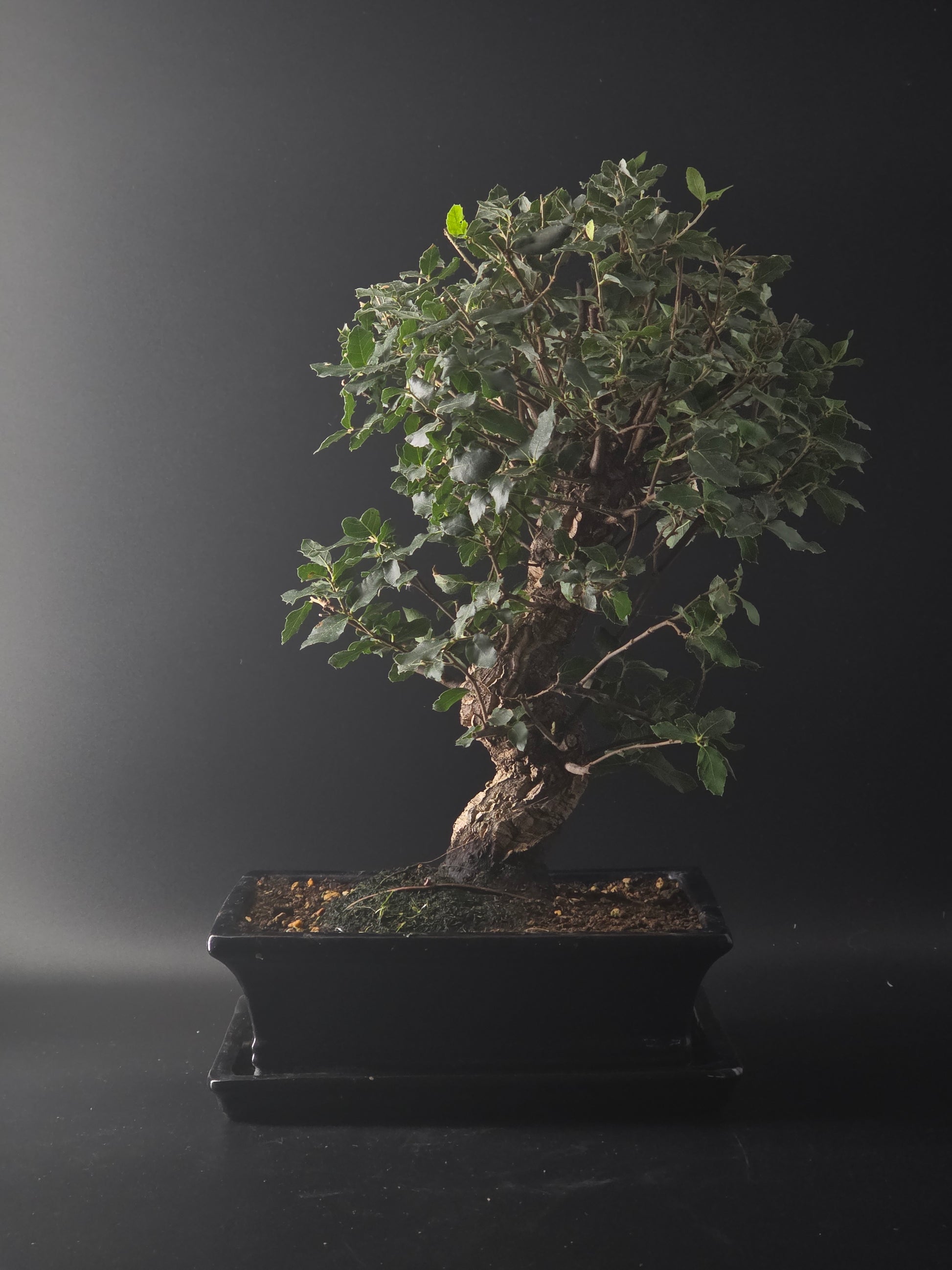 Cork Oak bonsai, 16 years old and 45 cm tall, small rounded leaves in a dark rectangular pot on a tray.