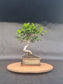 Starter Bonsai Bundle — Small Bonsai + Seedbox + Toolkit (Save ~20%)