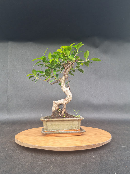 Ficus Retusa Bonsai | 4-6 years old, 30-35cm, S Shape