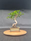 Ficus Retusa Bonsai | 4-6 years old, 30-35cm, S Shape