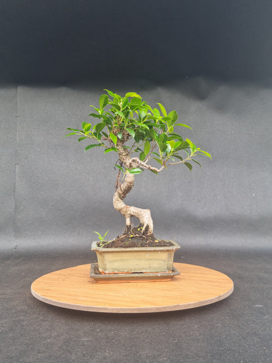 Ficus Retusa Bonsai | 4-6 years old, 30-35cm, S Shape