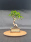Ficus Retusa Bonsai | 4-6 years old, 30-35cm, S Shape