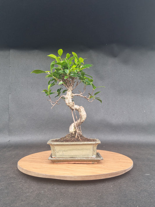 Ficus Retusa Bonsai | 4-6 years old, 30-35cm, S Shape