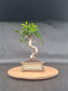 Ficus Retusa Bonsai | 4-6 years old, 30-35cm, S Shape