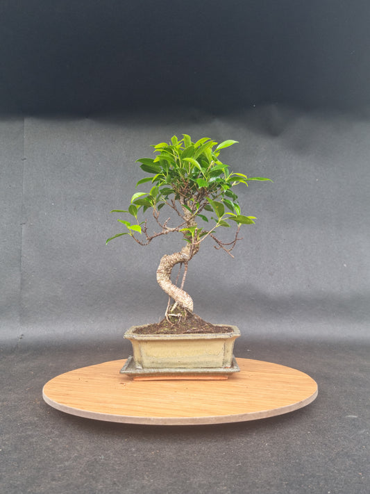 Ficus Retusa Bonsai | 4-6 years old, 30-35cm, S Shape
