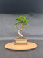 Ficus Retusa Bonsai | 4-6 years old, 30-35cm, S Shape
