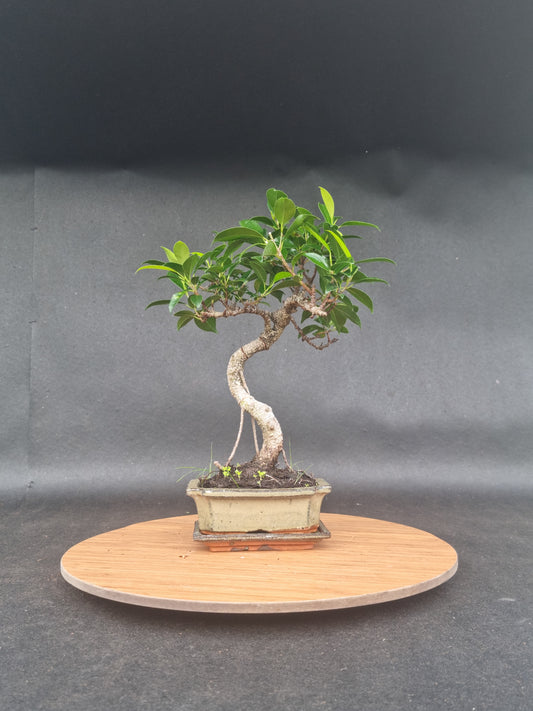 Ficus Retusa Bonsai | 4-6 years old, 30-35cm, S Shape