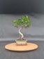 Ficus Retusa Bonsai | 4-6 years old, 30-35cm, S Shape