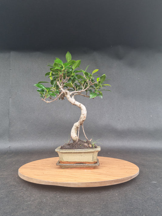 Ficus Retusa Bonsai | 4-6 years old, 30-35cm, S Shape