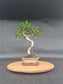 Ficus Retusa Bonsai | 4-6 years old, 30-35cm, S Shape