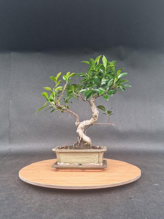 Ficus Retusa Bonsai | 4-6 years old, 30-35cm, S Shape