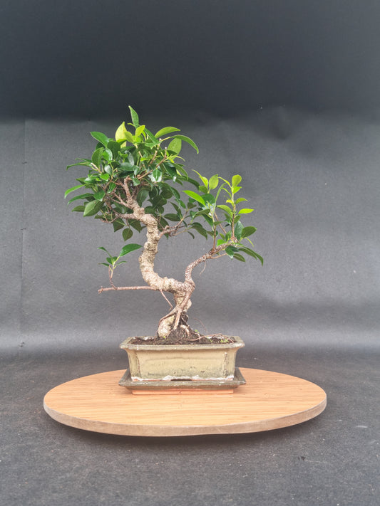 Ficus Retusa Bonsai | 4-6 years old, 30-35cm, S Shape