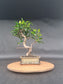 Ficus Retusa Bonsai | 4-6 years old, 30-35cm, S Shape