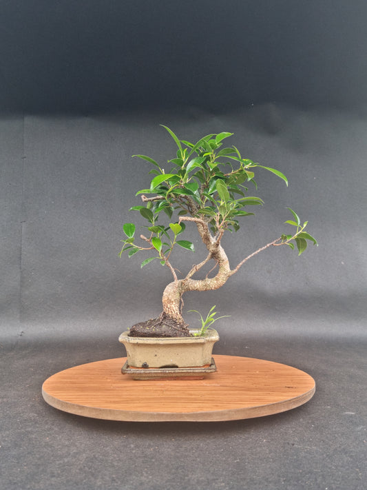 Ficus Retusa Bonsai | 4-6 years old, 30-35cm, S Shape