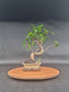 Ficus Retusa Bonsai | 4-6 years old, 30-35cm, S Shape