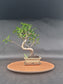 Ficus Retusa Bonsai | 4-6 years old, 30-35cm, S Shape