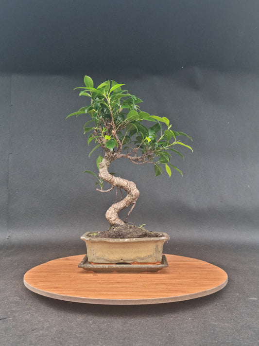 Ficus Retusa Bonsai | 4-6 years old, 30-35cm, S Shape