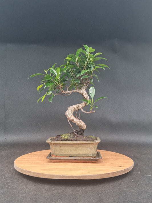 Ficus Retusa Bonsai | 4-6 years old, 30-35cm, S Shape