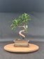 Ficus Retusa Bonsai | 4-6 years old, 30-35cm, S Shape