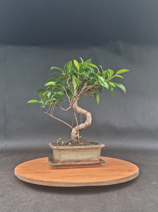Ficus Retusa Bonsai | 4-6 years old, 30-35cm, S Shape