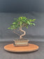 Ficus Retusa Bonsai | 4-6 years old, 30-35cm, S Shape