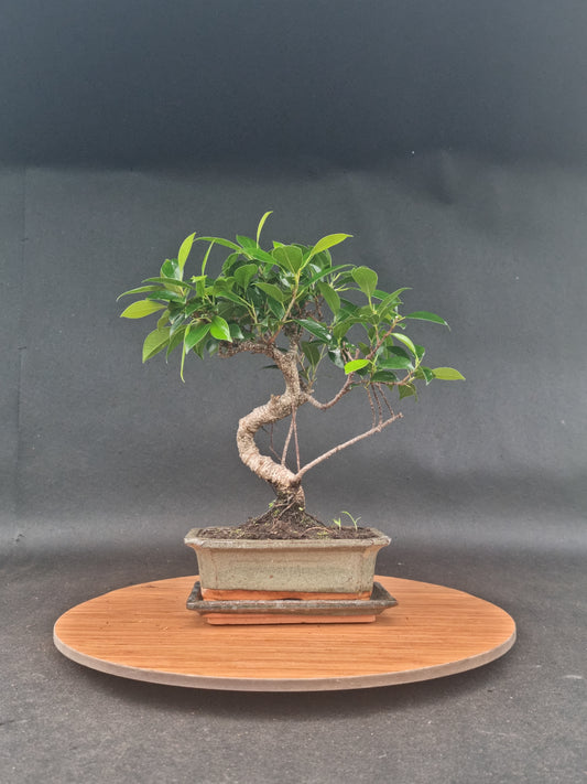 Ficus Retusa Bonsai | 4-6 years old, 30-35cm, S Shape