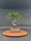 Ficus Retusa Bonsai | 4-6 years old, 30-35cm, S Shape