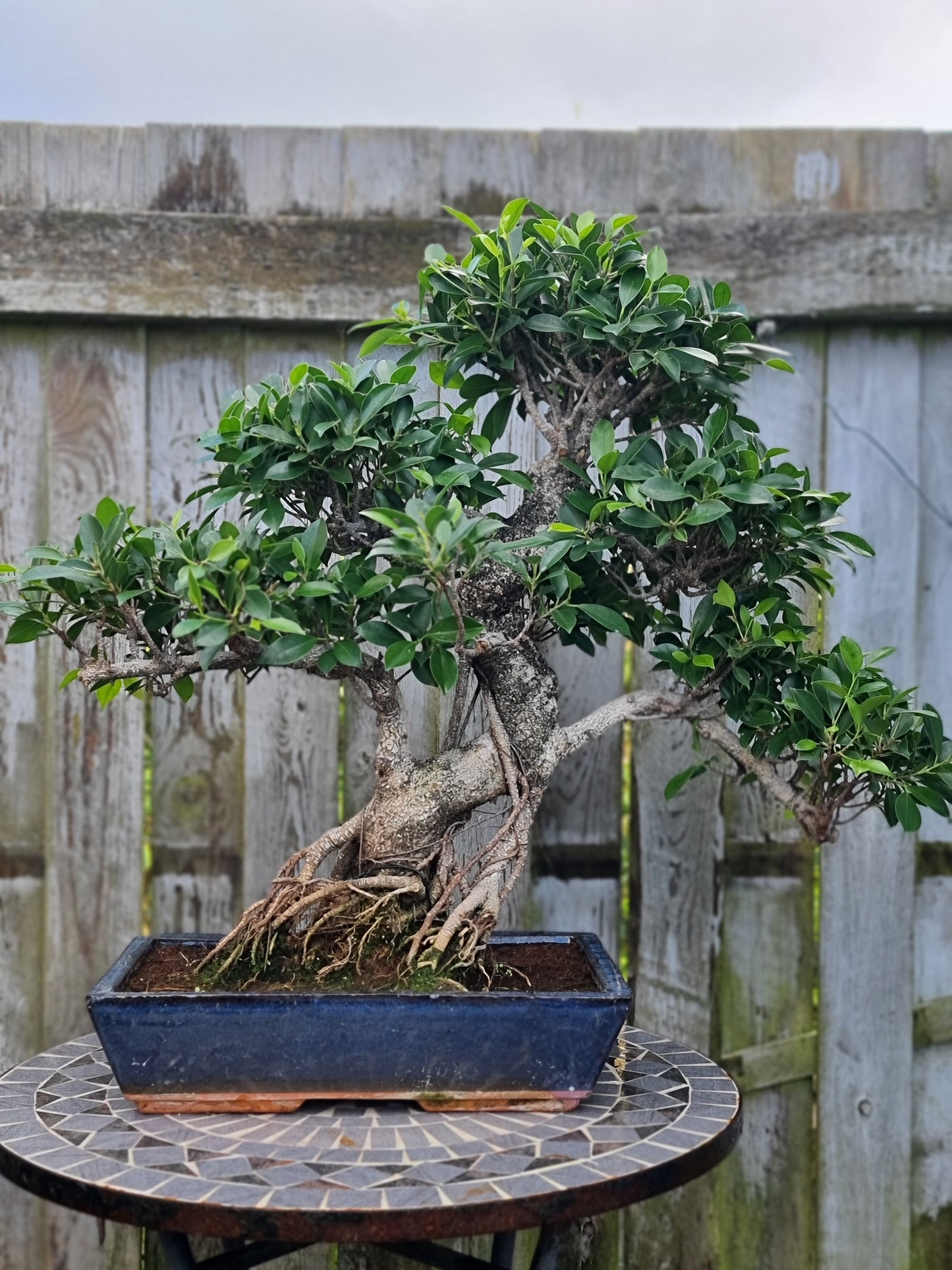 Ficus Retusa Bonsai – 40+ Years Old | Premium Mature Specimen