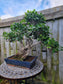 Ficus Retusa Bonsai – 40+ Years Old | Premium Mature Specimen