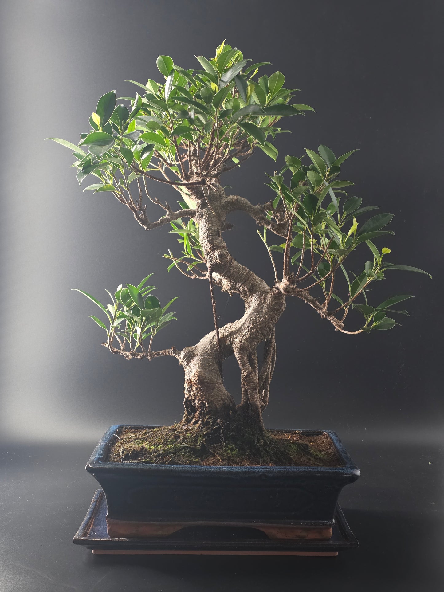 Ficus Retusa bonsai, 17 years old and 55 cm tall, glossy leaves on a thick trunk in a dark blue rectangular pot.